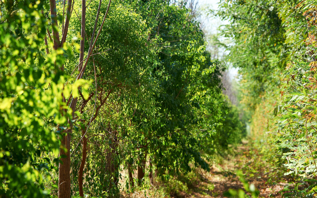 FSC certification for sandalwood mixed forests
