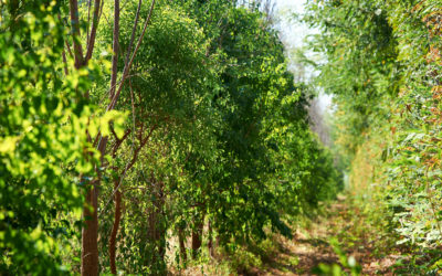 FSC certification for sandalwood mixed forests